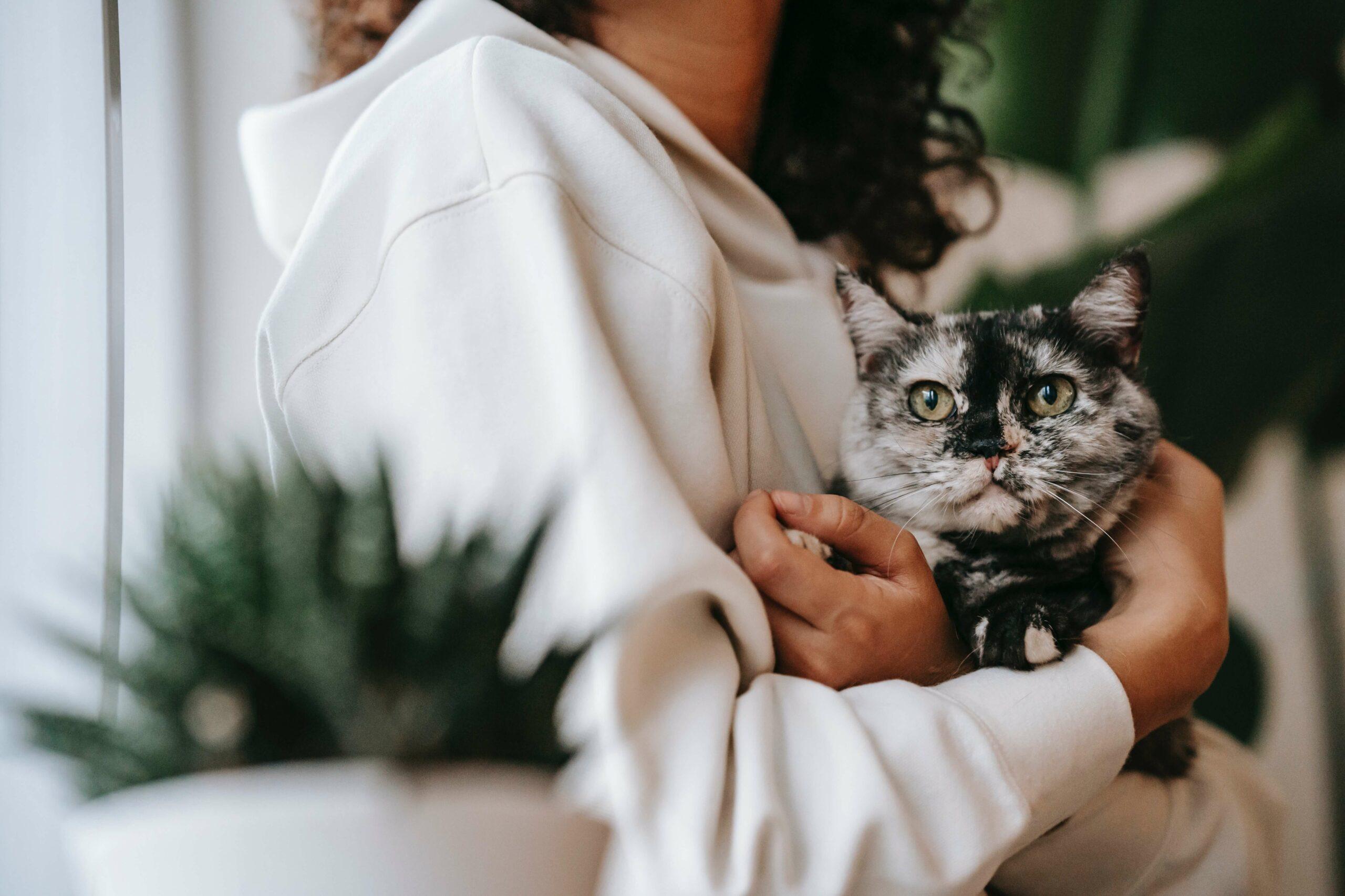 Inside out_pet scam