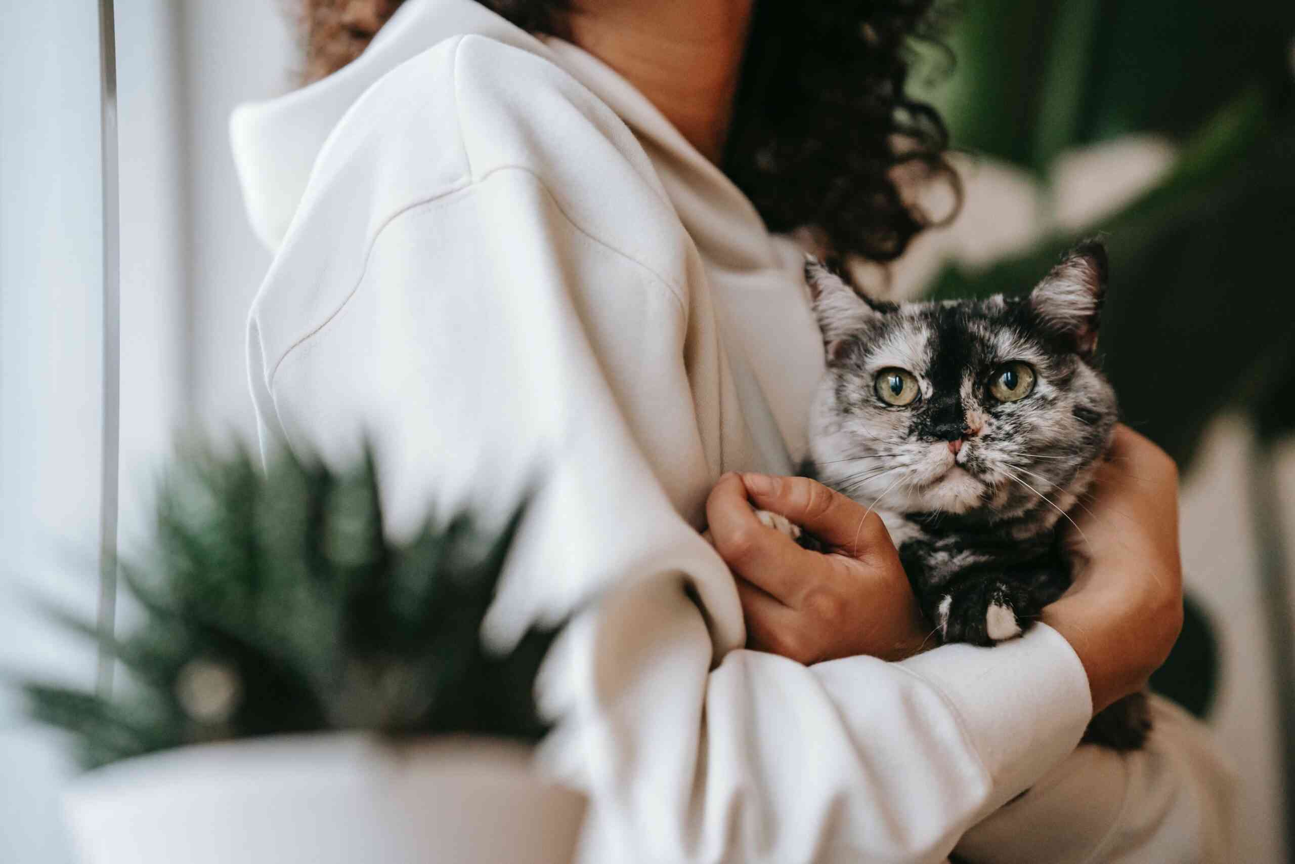 Inside out_pet scam