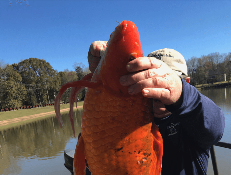 Rumor_gold fish